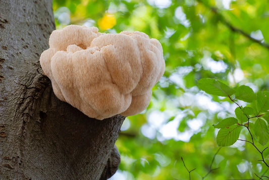 Lions Mane Mushroom on Tree