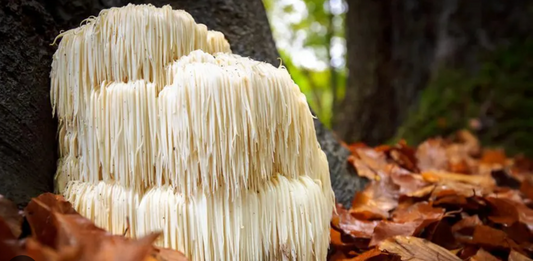 Lions Mane mushroom